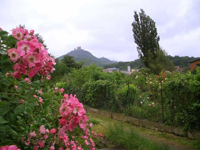 2007060103.jpg